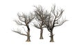 Various American Sycamore trees in winter