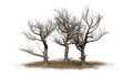 Various American Sycamore trees in winter on a sand area