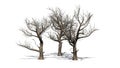 Various American Sycamore trees in winter with shadow on the floor