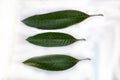 Various angles mango leaves in winter season on white background. Selective focus