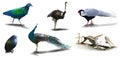 Various animal pictures are isolated on a white background have shadows.