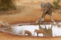 Various animals at watering hole Royalty Free Stock Photo