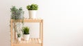 Various artificial succulents with exotic plants stand in white ceramic pots on a wooden shelf against a white wall. Royalty Free Stock Photo