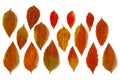 Various autumn bright leaves arranged in row