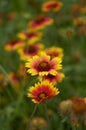 Various autumn flowers Royalty Free Stock Photo