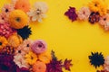 Various autumn flowers composition on yellow background with copy space 3D render digital illustration. Royalty Free Stock Photo