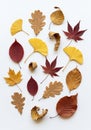 Various autumn leaves arranged on a white background. The selection includes Royalty Free Stock Photo