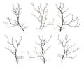 Various bare tree branches on white background