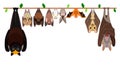 Various bats hanging upside down in a row