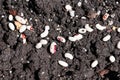 Various bean seeds on wet soil being planted Royalty Free Stock Photo
