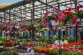 Various beautiful flowers in pots. Flowers at a farmers` market in europe