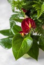 Various beautiful houseplants in pots on a light background. Blooming anthurium, fern.