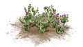 Various Beavertail cactus plants with beautiful pink blossoms Royalty Free Stock Photo