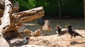 Various bird in the zoo.