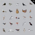 Various Birds Cartoon Vector Illustration 13