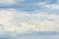 Various birds that fly to the wetland in Kalochori, Greece Royalty Free Stock Photo