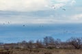 Various birds that fly to the wetland in Kalochori, Greece Royalty Free Stock Photo