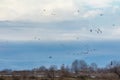 Various birds that fly to the wetland in Kalochori, Greece Royalty Free Stock Photo