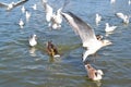 Various birds gulls and ducks on the river bank fight for bread