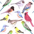 Various birds seamless watercolor background- budgie cardinal goldfinch titmouse kingfisher cedar waxwing juncos Royalty Free Stock Photo