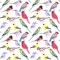 Various birds seamless watercolor background- budgie cardinal goldfinch titmouse kingfisher cedar waxwing juncos on white