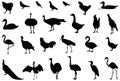 Various birds silhouette - group of endothermic vertebrates, characterised by feathers, toothless beaked jaws, the laying of hard-