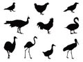 Various birds silhouette - group of endothermic vertebrates, characterised by feathers, toothless beaked jaws, the laying of hard-