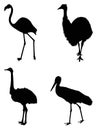 Various birds silhouette - group of endothermic vertebrates, characterised by feathers, toothless beaked jaws, the laying of hard-