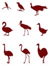 Various birds silhouette - group of endothermic vertebrates, characterised by feathers, toothless beaked jaws, the laying of hard-