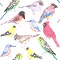 Various birds stained glass art seamless background- budgie cardinal goldfinch titmouse kingfisher cedar waxwing juncos Royalty Free Stock Photo