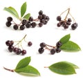 Various Black chokeberry Royalty Free Stock Photo