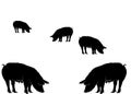 Various pigs eating vector Royalty Free Stock Photo