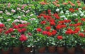 Various blooming house flowers in flower shop Royalty Free Stock Photo