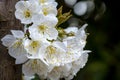 Various Blooming Trees at Rhododendron Farm Royalty Free Stock Photo