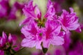 Various Blooming Trees at Rhododendron Farm Royalty Free Stock Photo