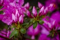 Various Blooming Trees at Rhododendron Farm Royalty Free Stock Photo