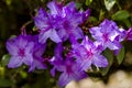 Various Blooming Trees at Rhododendron Farm Royalty Free Stock Photo