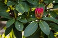 Various Blooming Trees at Rhododendron Farm Royalty Free Stock Photo