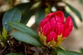 Various Blooming Trees at Rhododendron Farm Royalty Free Stock Photo