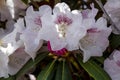 Various Blooming Trees at Rhododendron Farm Royalty Free Stock Photo