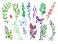 Various branches with leaves set, peach pink flowers, butterflies and ladybug, isolated hand painted watercolor illustration,