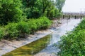 Mangrove forest in natural light Royalty Free Stock Photo