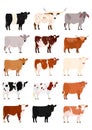 Various breeds of cows set Royalty Free Stock Photo