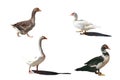 various breeds of farm geese-