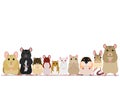 Various breeds mice in a row