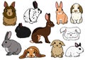 Various breeds of rabbits