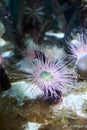 Various brightly colored anemones , nice