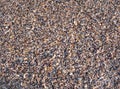 Various broken seashells fragments on the sandy beach. Background texture with small fragments of seashells