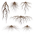 Various brown tree or shrub roots. Parts of plant, root system with tree stump. Dendrology, study of woody plants