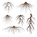 Various brown tree or shrub roots. Parts of plant, root system with tree stump. Dendrology, study of woody plants